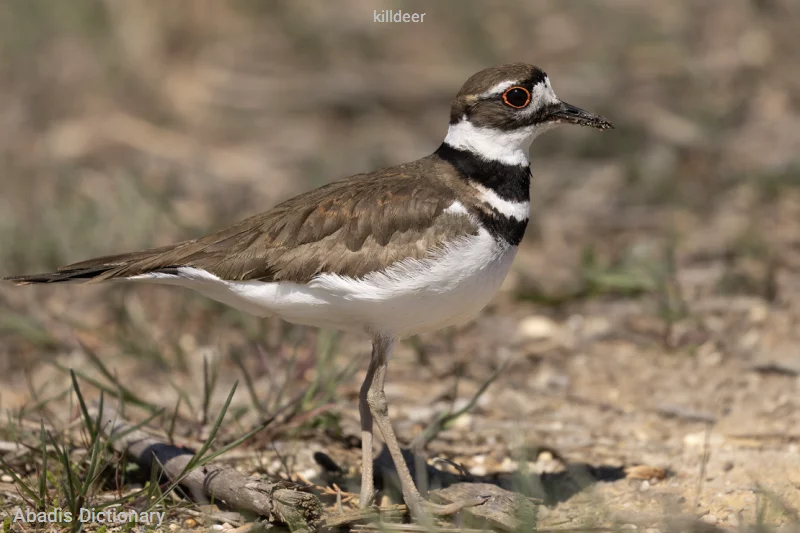 killdeer