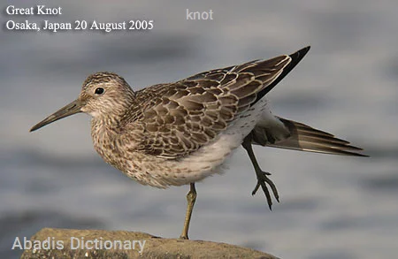 knot