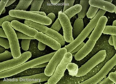 lactobacillus