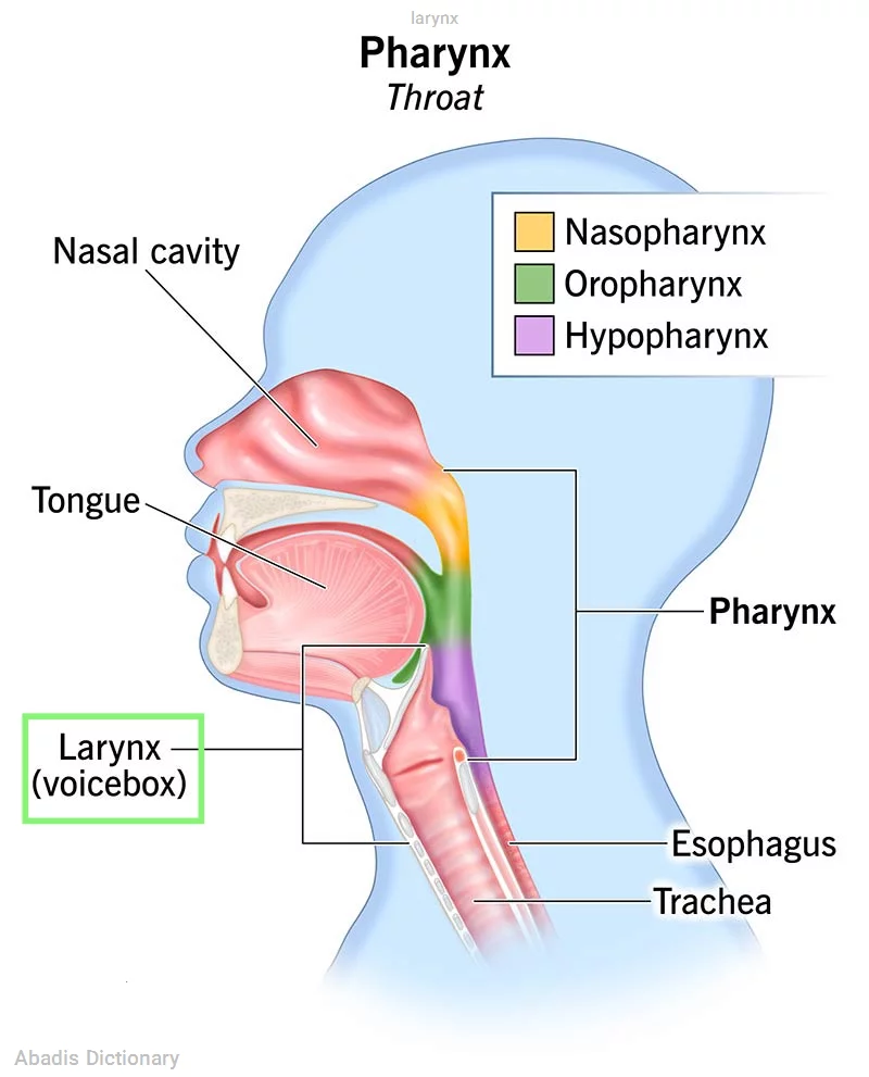 larynx