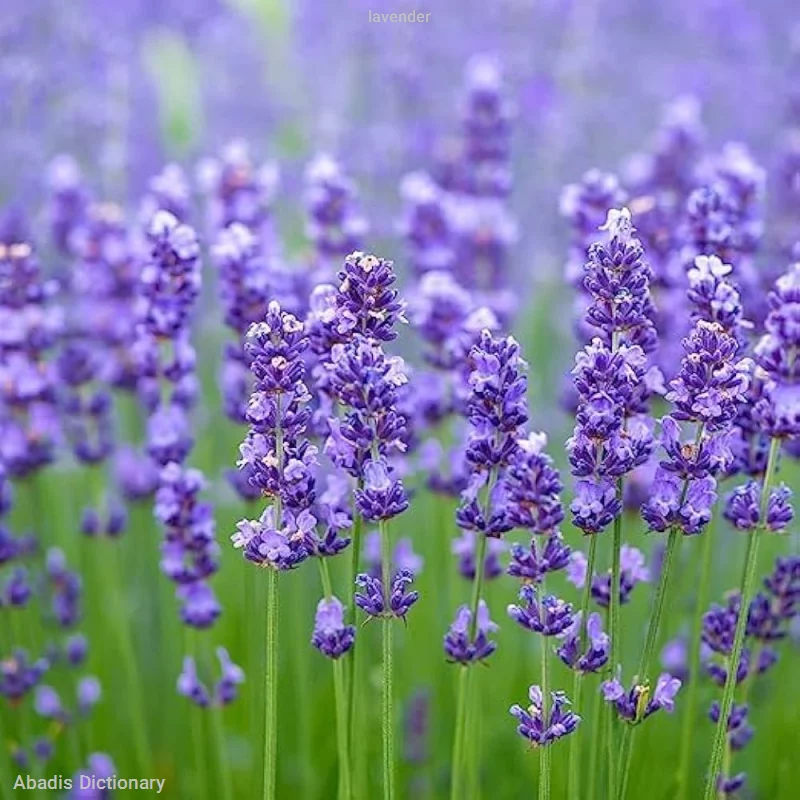 lavender
