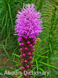 liatris