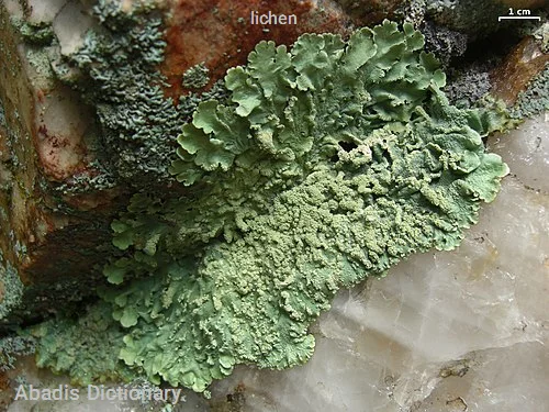 lichen