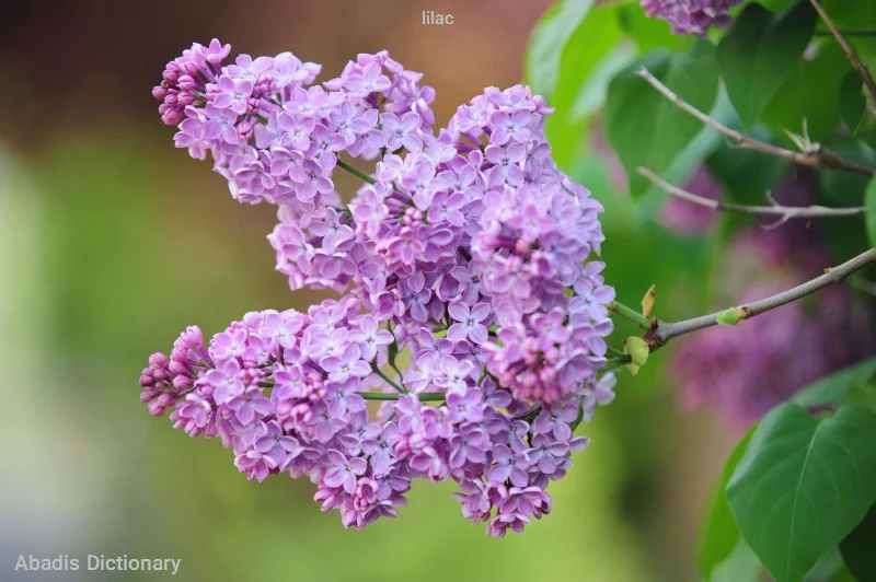 lilac