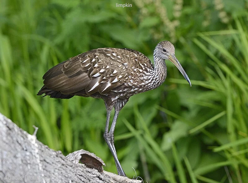 limpkin
