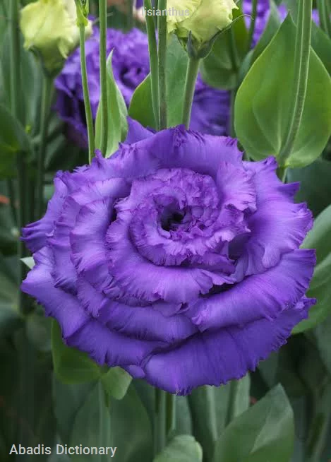 lisianthus