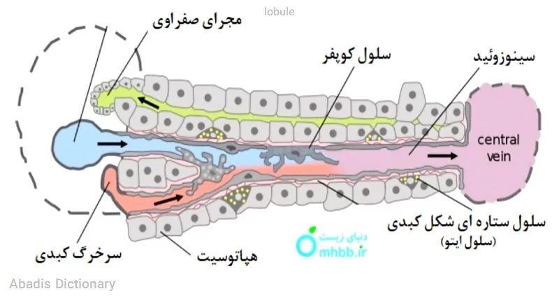 lobule