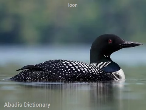 loon