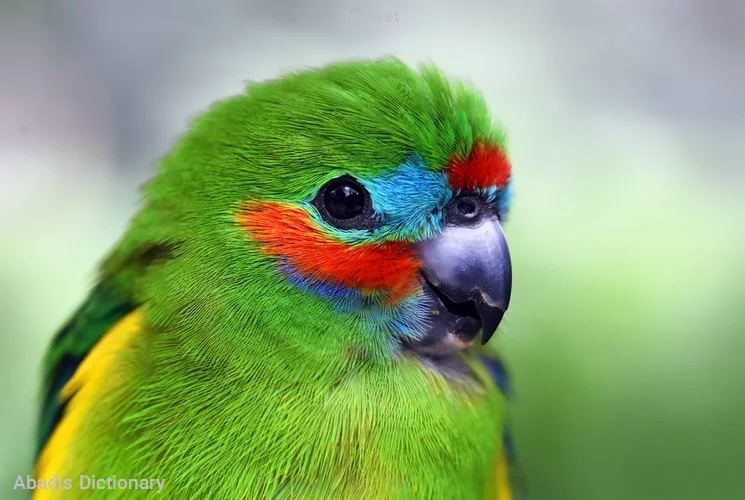 lorikeet