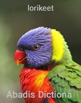 lorikeet