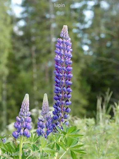 lupin
