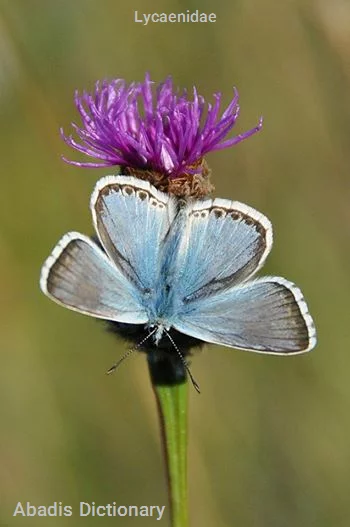 lycaenidae