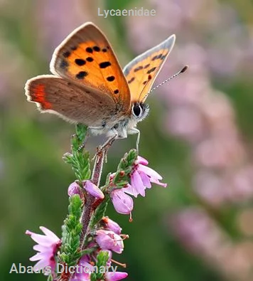 lycaenidae