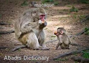 macaque
