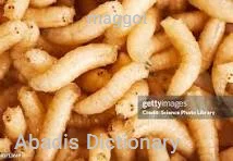 maggot
