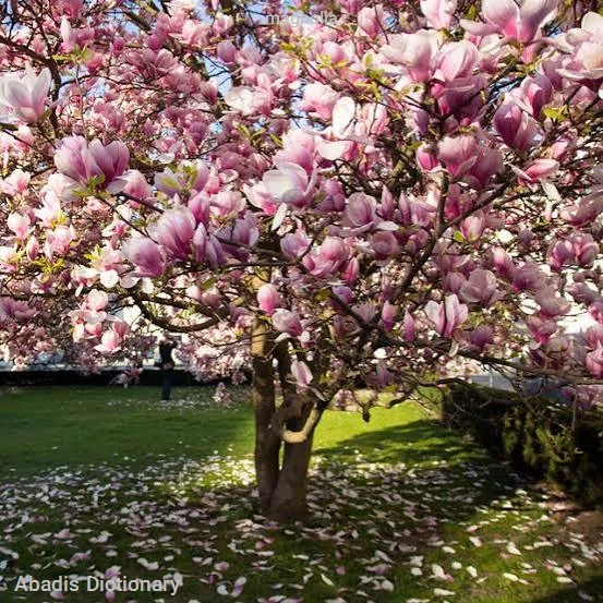 magnolia