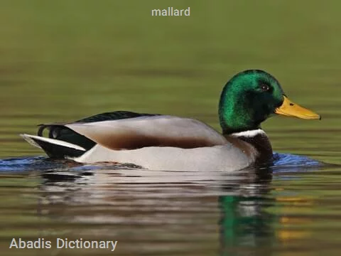 mallard