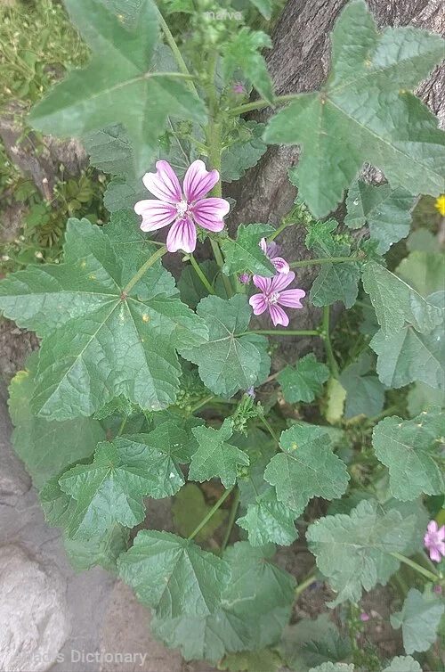 malva