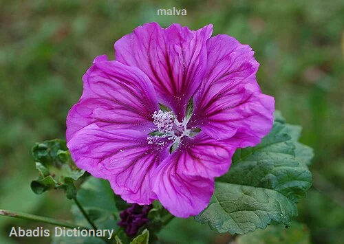 malva