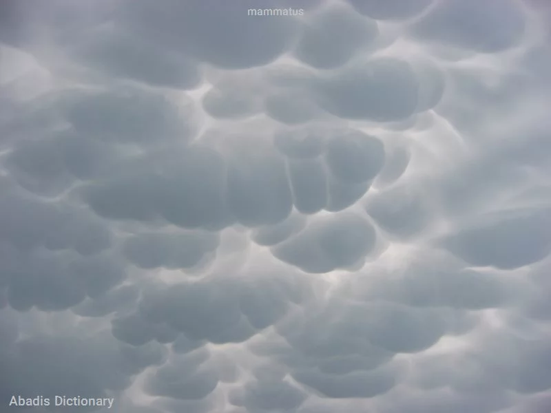 mammatus