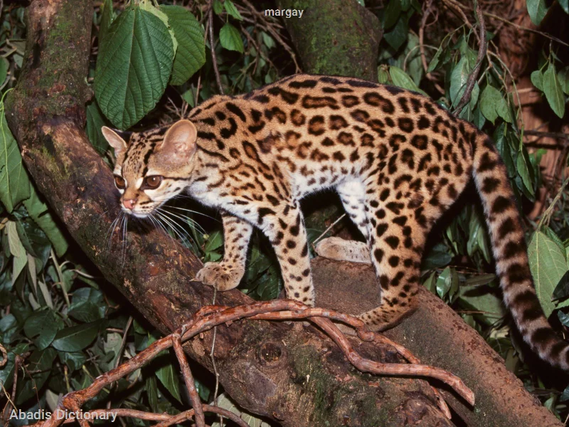 margay