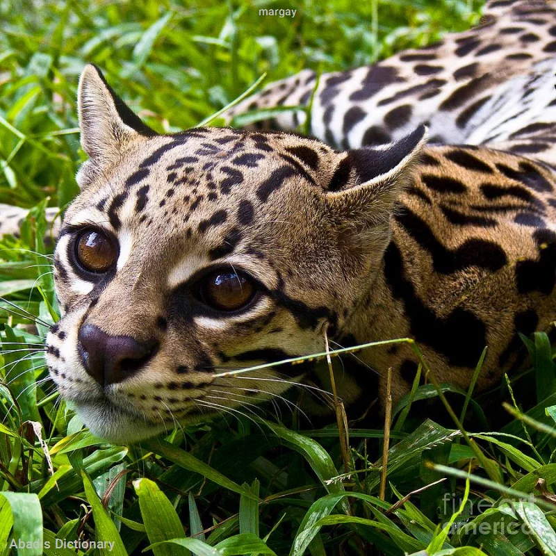margay