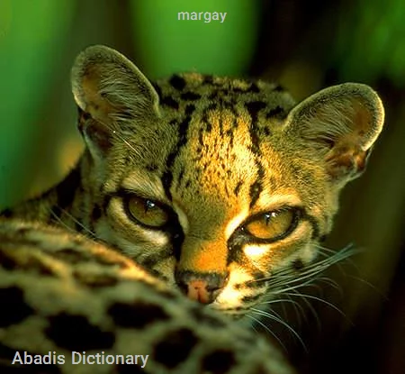 margay