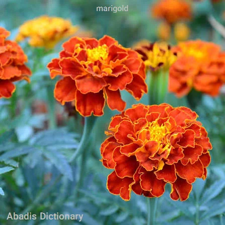 marigold