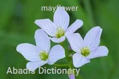 mayflower