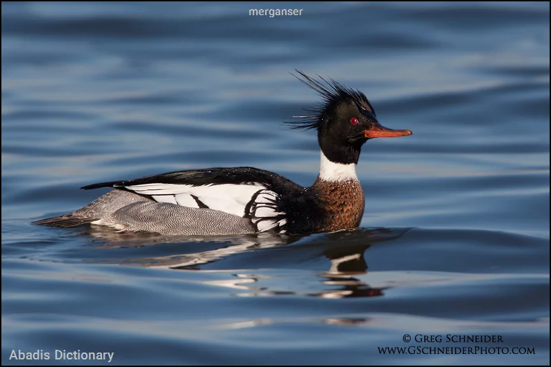 merganser