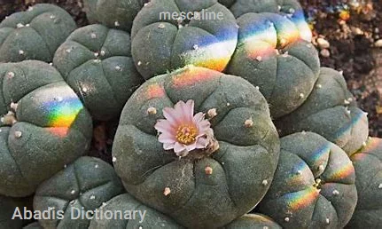 mescaline