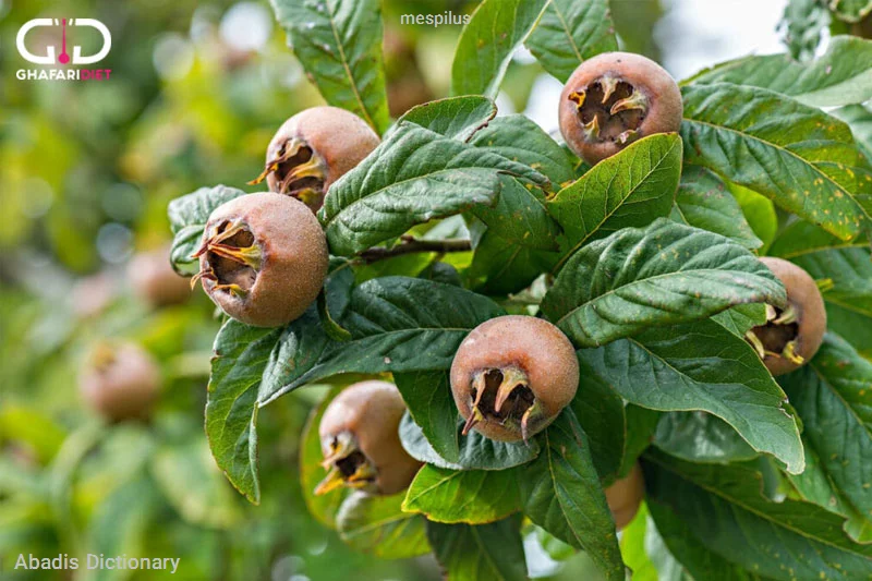 mespilus