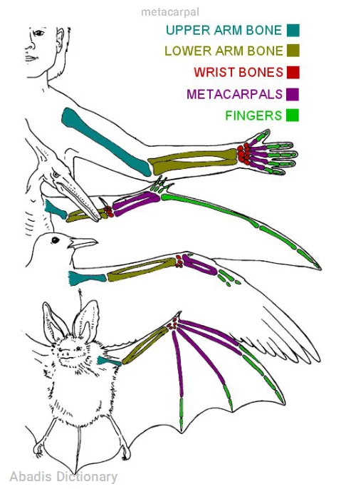 metacarpal