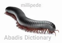 millipede