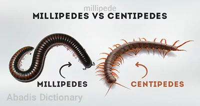 millipede