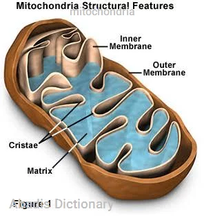 mitochondria