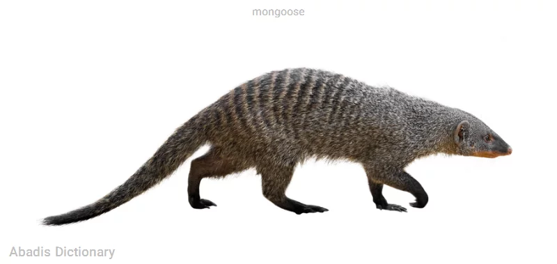 mongoose