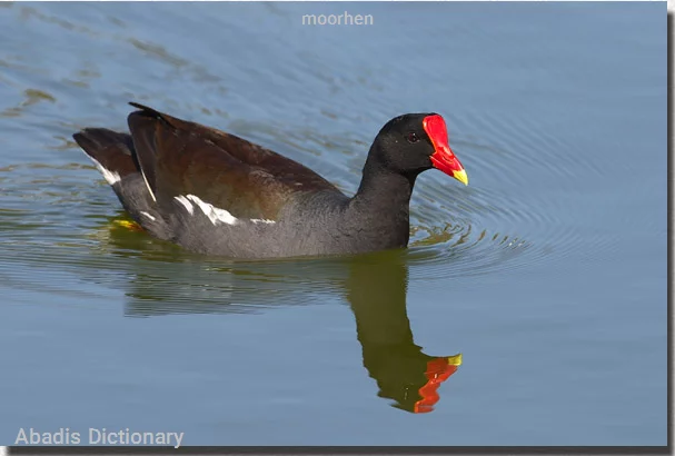 moorhen