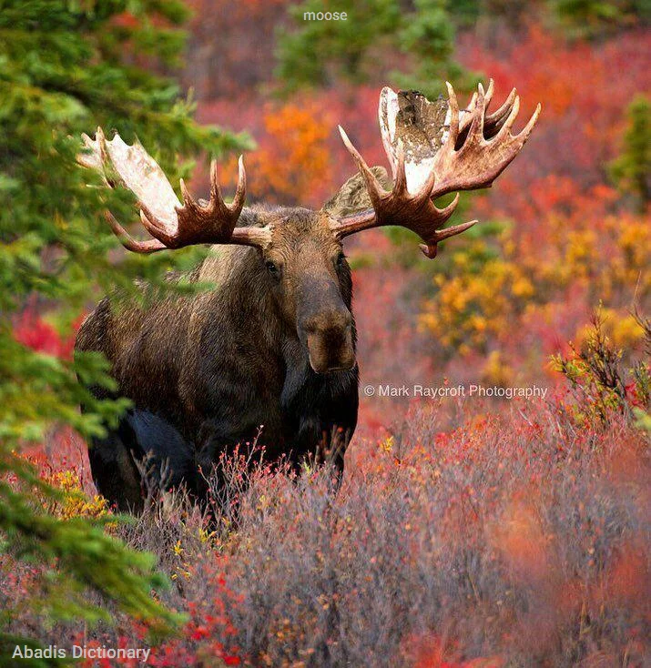 moose