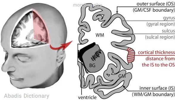 morphometry