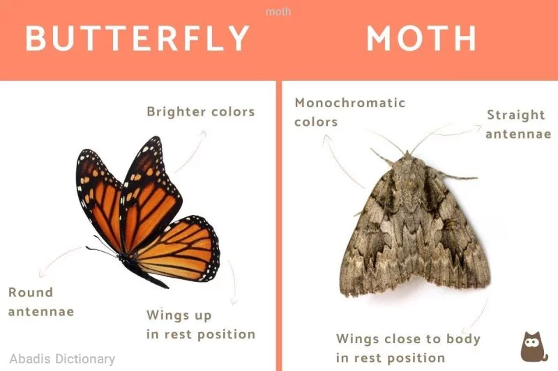 moth