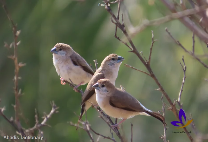 munia