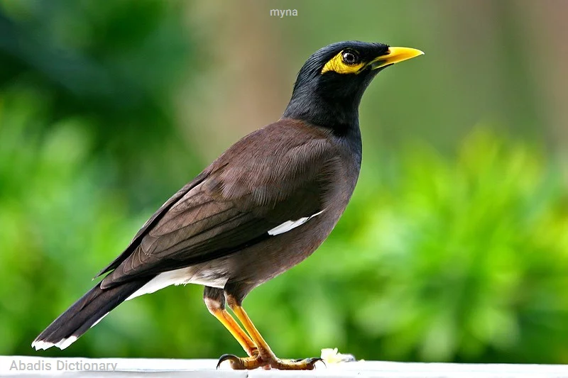 myna