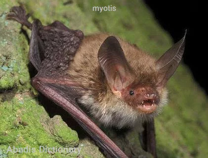 myotis