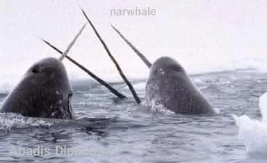 narwhale