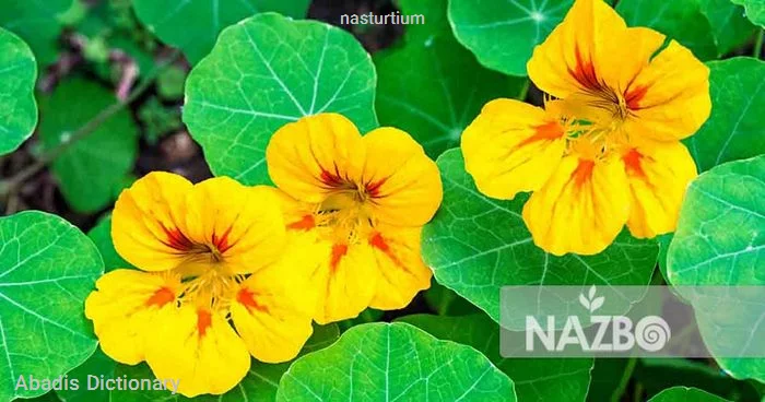 nasturtium