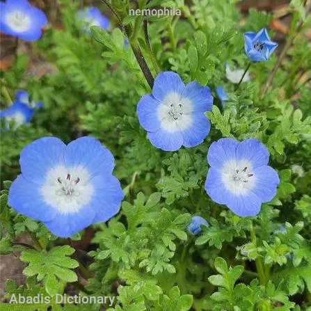 nemophila