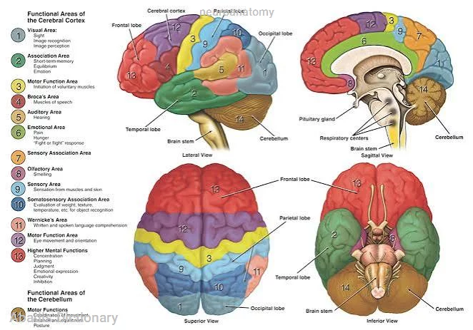 neuroanatomy