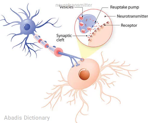 neurotransmitter