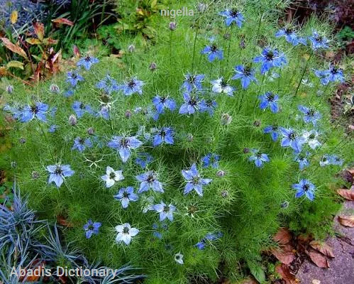 nigella